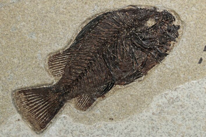 Detailed Fossil Fish (Cockerellites) - Wyoming #382770